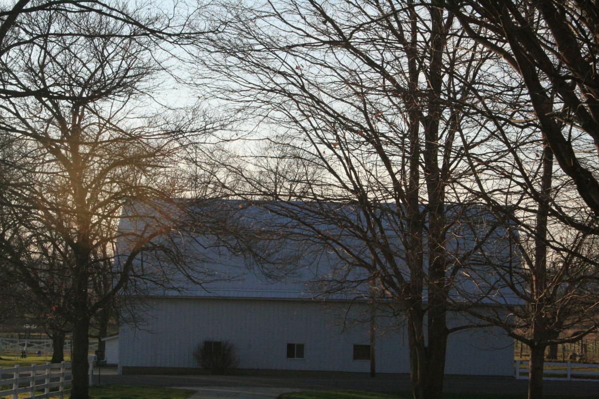 Bare Trees