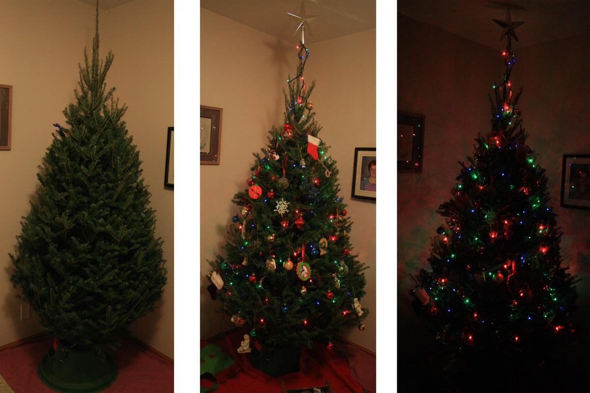 Trees